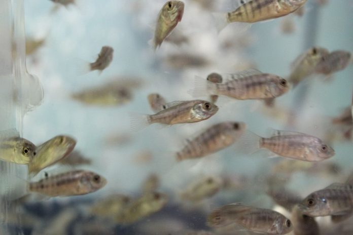 pisciculture alvins tilapia